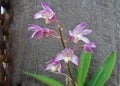 Native Orchid Royalty Free Stock Photo