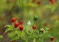 Native Pepper of Texas Chiltepin Pepper Capsicum annuum var. glabriusculum Royalty Free Stock Photo