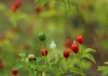 Native Pepper of Texas Chiltepin Pepper Capsicum annuum var. glabriusculum Royalty Free Stock Photo