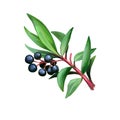 Native Pepperberries isolated digital art illustration. Tasmannia lanceolata Drimys lanceolata, Tasmanian pepperberry, mountain or
