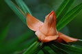 Native plant of the Philippines