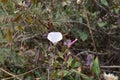 Gaura biennis or the biennial beeblossom.