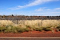 Native plants in Alice Spring