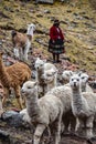 A native Quechua lady herds her pack of Alpacas through the Andes. Ausangate, Cusco, Peru
