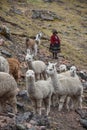 A native Quechua lady herds her pack of Alpacas through the Andes. Ausangate, Cusco, Peru