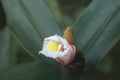 Costus atlanticus, Brazilian specie of tropical biome Royalty Free Stock Photo