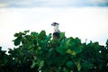 A native raptor bird of the Sierra de la Macarena