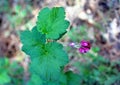 Pink flowers of Sierra Currant Royalty Free Stock Photo