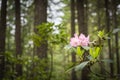 Native red rhododendron blooming in forest in June