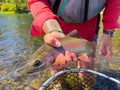 Native Redside Rainbow Trout Royalty Free Stock Photo