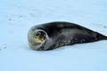 Weddell seal in Atartica
