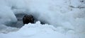 Weddell seal in Atartica