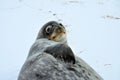 Weddell seal in Atartica