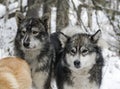 Native Siberian hunting dogs or East Siberian huskies in the snowy forest