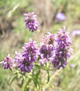 Horsemint Blooms