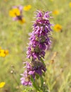 Closeup of Horsemint Bloom