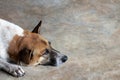 Native Thai dog lying on concrete awaiting return of owner