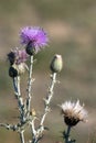 Native Thistle blooms and attracts insects in summer