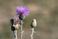 Native Thistle blooms and attracts insects in summer