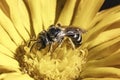 A native tiny dark metallic Halictus Sweat Bee with striped abdomen pollinating a yellow flower. Royalty Free Stock Photo