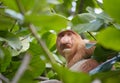 The Wild Proboscis Monkeys of Bako National Park, Sarawak Province, Malaysia