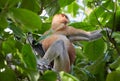 The Wild Proboscis Monkeys of Bako National Park, Sarawak Province, Malaysia