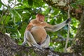 The Wild Proboscis Monkeys of Bako National Park, Sarawak Province, Malaysia