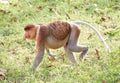 The Wild Proboscis Monkeys of Bako National Park, Sarawak Province, Malaysia