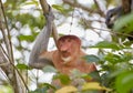 The Wild Proboscis Monkeys of Bako National Park, Sarawak Province, Malaysia