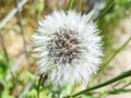 Prickly goldenfleece: a species of Prickly Goldenfleece, its botanical name is Urospermum picroides. Royalty Free Stock Photo