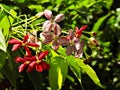 Malabar Madhu Malati (Combretum malabaricum) Royalty Free Stock Photo