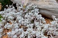 Dense mat of Snow White Panda Plant or Blue Kalanchoe