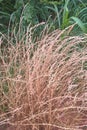 Big bluestem grass