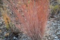 Is native to prairies and woods from Maine to Alberta and Idaho, and south to Florida and Arizona. Deer resistant. Native meadows,