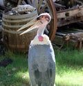 Marabou stork (Leptoptilos crumenifer) in search of food : (pix Sanjiv Shukla)