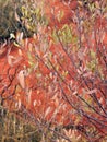 Native Tree and Bright Red Soil, Uluru, Australia Royalty Free Stock Photo