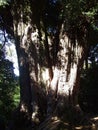 Native Tree in Canterbury, New Zealand.