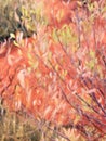 Native Tree Leaves and Bright Red Soil, Oil Painting Style, Uluru, Australia Royalty Free Stock Photo