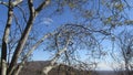 Caatinga biome: dry forest trees Petrolina, Pernambuco, Brazil