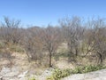 Caatinga biome: dry forest trees Petrolina, Pernambuco, Brazil