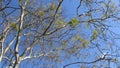 Caatinga biome: dry forest trees Petrolina, Pernambuco, Brazil