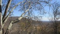 Caatinga biome: dry forest trees Petrolina, Pernambuco, Brazil