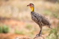 Native very colorfull bird in the landscape of Kenya Royalty Free Stock Photo