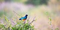 Native very colorfull bird in the landscape of Kenya Royalty Free Stock Photo