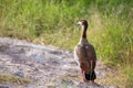 Native very colorfull bird in the landscape of Kenya Royalty Free Stock Photo