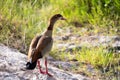 Native very colorfull bird in the landscape of Kenya Royalty Free Stock Photo