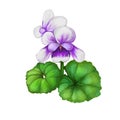 Native violets flowers isolated digita art illustration