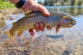 Wild westslope cutthroat caught and released from a high mountain lake in Idaho