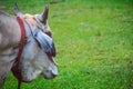 Native white cow wear red collar in the green grass field of rural village in the morning. Selective focus with noise grains. Royalty Free Stock Photo