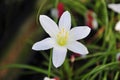 Native White Rain Lily Royalty Free Stock Photo